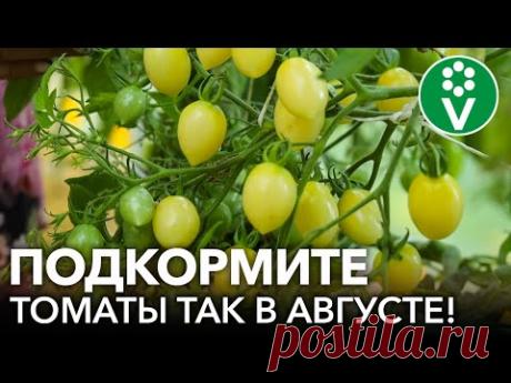 ПОДКОРМКИ ТОМАТОВ ВО ВРЕМЯ ПЛОДОНОШЕНИЯ: для быстрого налива, крупных и сладких плодов!