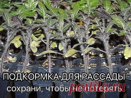 (10) Одноклассники    Рассаду помидоров поливают раствором йода для более быстрого роста