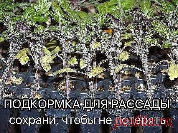 (10) Одноклассники    Рассаду помидоров поливают раствором йода для более быстрого роста