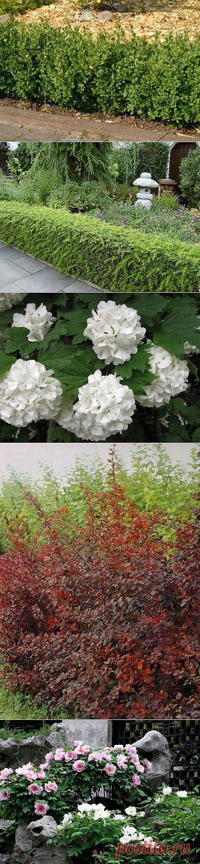 (+1) тема - Декоративные кустарники. - наш урожай 2013 !!! | САД НА ПОДОКОННИКЕ