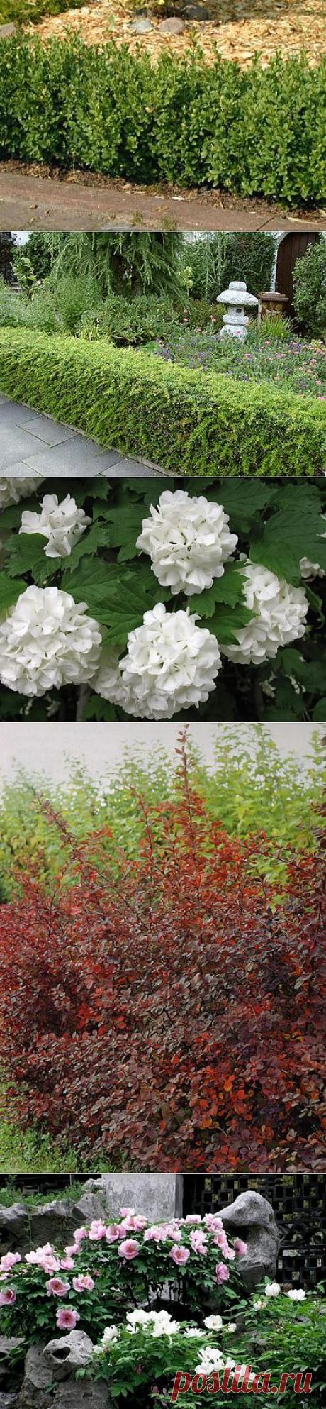 (+1) тема - Декоративные кустарники. - наш урожай 2013 !!! | САД НА ПОДОКОННИКЕ