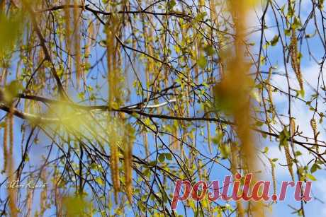 ФОТОМАСТЕРСКАЯ ПРИРОДЫ
Mari Kush (видео-фото-любитель)