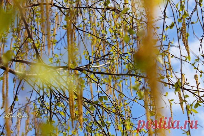 ФОТОМАСТЕРСКАЯ ПРИРОДЫ
Mari Kush (видео-фото-любитель)