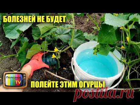 ПОЛЕЙТЕ ЭТИМ ОГУРЦЫ ИЗБАВИТЕСЬ ОТ ВСЕХ БОЛЕЗНЕЙ И ПОЖЕЛТЕНИЯ ЛИСТЬЕВ - YouTube