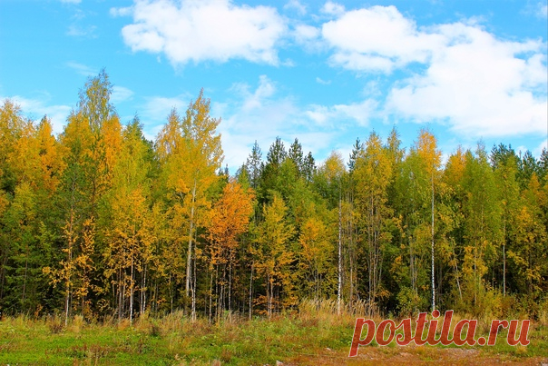 Сентябрь в лесу)))💛🌳💛🌲☀