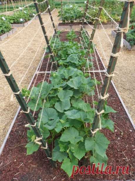 Which Trellis is the Best Trellis?