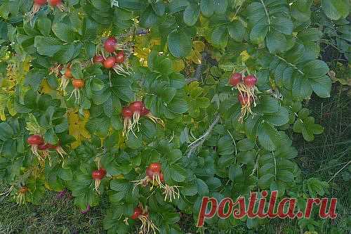 ДОМАШНЕЕ ВИНО ИЗ СТАРОЙ КУЛИНАРНОЙ КНИГИ И НЕ ТОЛЬКО....