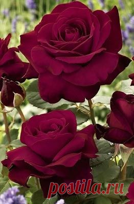 Stunning Red Roses.: Discover and save creative ideas