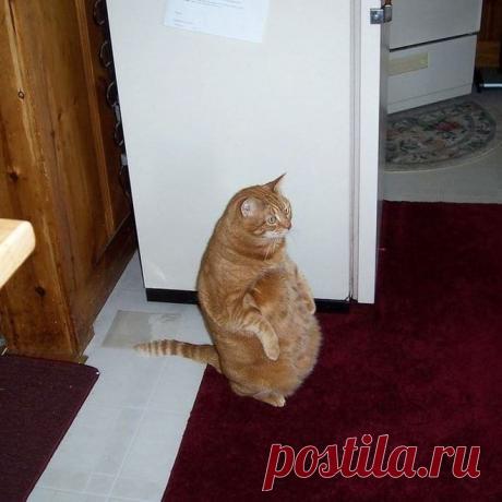 Излюбленные позы.