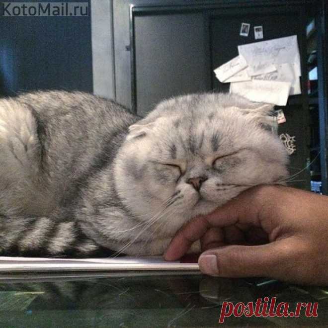 Котикам для счастья мало надо