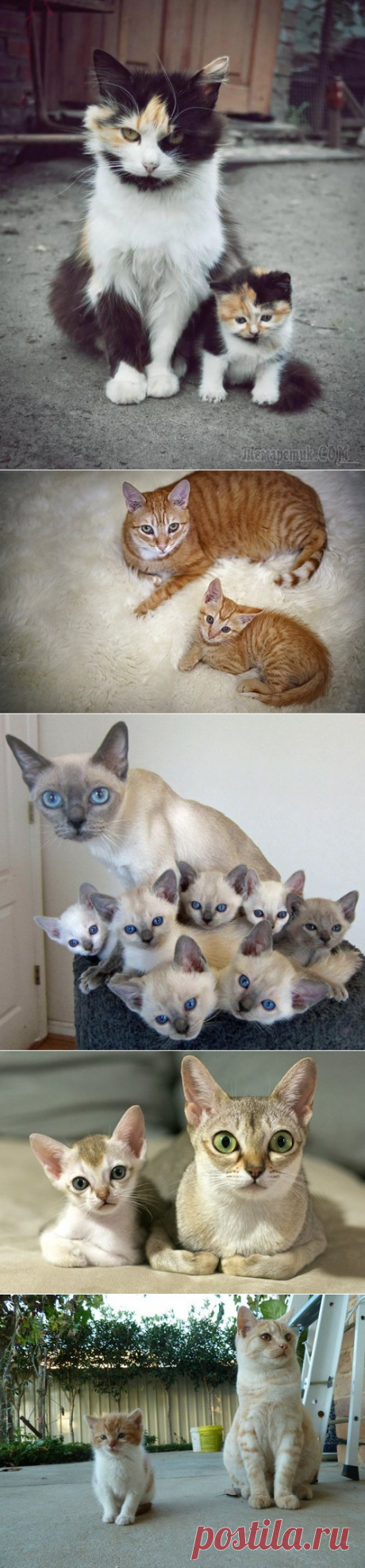 Как две капли: кошки и котята