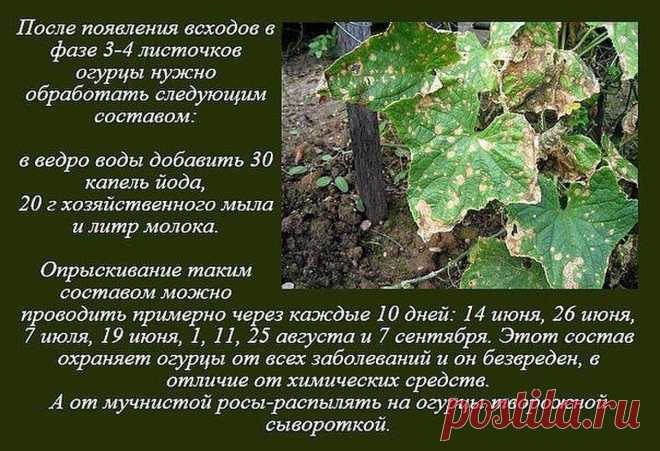 (8) Одноклассники