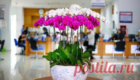 Все, что нужно знать о цветении орхидей | Спецпроекты