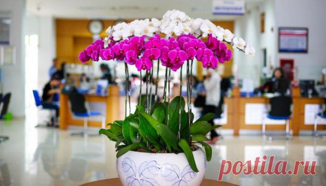 Все, что нужно знать о цветении орхидей | Спецпроекты