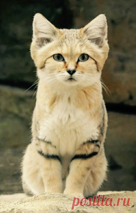 (1186) Pinterest