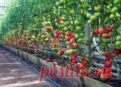 Как опрыскивать помидоры борной кислотой?