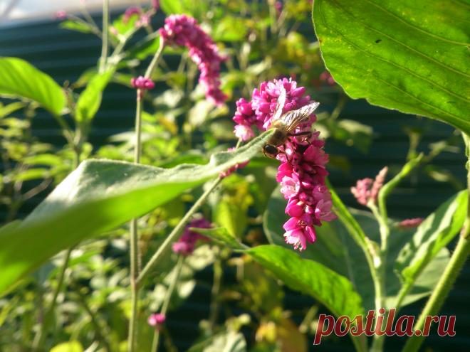 Polygonum orientale L. Однолетнее травянистое растение до 200 см высотой. Приятный аромат. Используется для декорирования стен, заборов и для создания заднего плана миксбордеров. Травы этого растения является довольно хорошим как тонизирующим, так и ранозаживляющим средством. Плоды, цветки, корни и листья горца восточного получили довольно широкое применение и в китайской медицине: здесь это средство используется в качестве довольно эффективного антисептического средства, которое применяется при