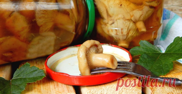 Волнушки на зиму. Как засолить в банках холодным способом в домашних условиях Общие принципы приготовления волнушек на зиму. Как засолить холодным и быстрым способом, рецепт с чесноком, зерновой горчицей, лимонной кислотой, в бочке. Для идеальной засолки рекомендовано применять только обычную поваренную соль в количестве 20–25 г (20–26%) на 100 мл питьевой воды.