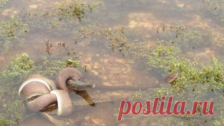 Змея съела крокодила | Все о наших питомцах