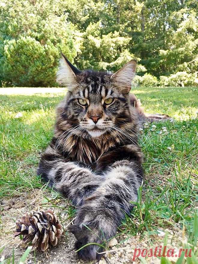 7 забавных фактов о мейн-кунах 🐱 — Артофит