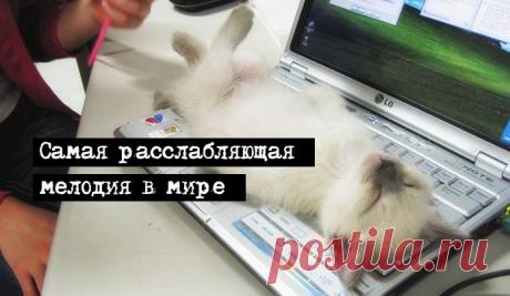 Мелодия, которая расслабит и успокоит – Фитнес для мозга