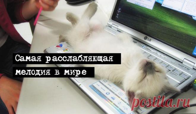 Мелодия, которая расслабит и успокоит – Фитнес для мозга