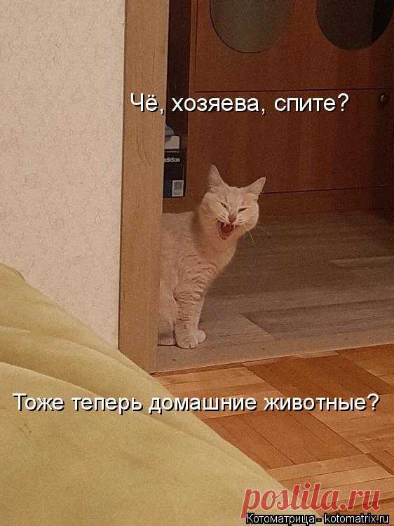 Котоматрица: Свежак