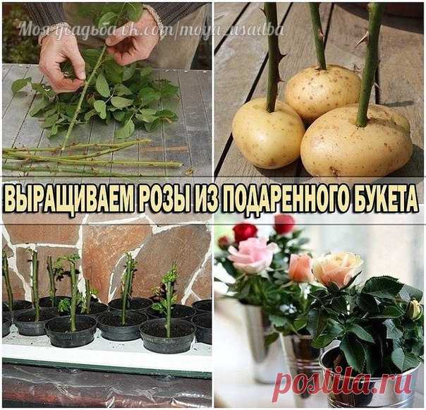 ВЫРАЩИВАЕМ РОЗУ ИЗ ПОДАРЕННОГО ЦВЕТКА