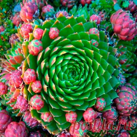 Комнатное растение Молодило (Sempervivum). Название рода, который включает в себя около 30 видов, переводится как &quot;всегда живое&quot; (лат. semper - &quot;всегда&quot; и vivus - &quot;живой&quot;). Не случайно молодило побегоносное (S.soboliferum) иначе называют &quot;&quot;живучкой&quot; - мясистые листья этого растения выказывают удивительную жизнеспособность.