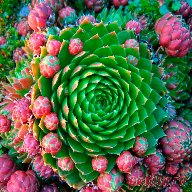 Комнатное растение Молодило (Sempervivum). Название рода, который включает в себя около 30 видов, переводится как "всегда живое" (лат. semper - "всегда" и vivus - "живой"). Не случайно молодило побегоносное (S.soboliferum) иначе называют ""живучкой" - мясистые листья этого растения выказывают удивительную жизнеспособность.
