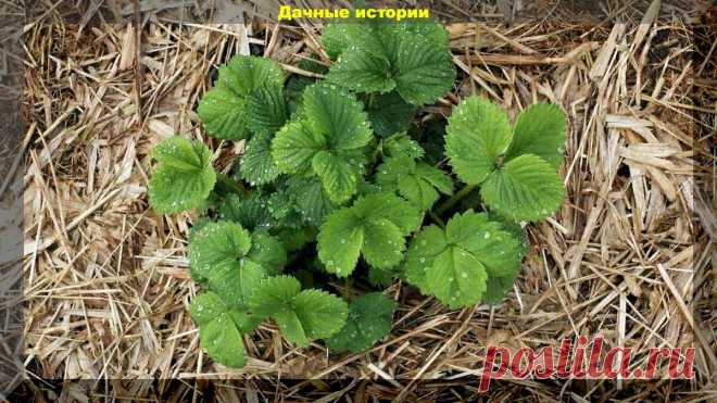 Важная подкормка клубники в сентябре. Сделаете так, будет много в следующим году крупной ягоды | Дачные истории | Дзен