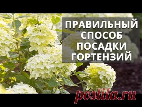 Правильный способ посадки гортензий.