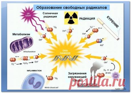 Почему мы так часто слышим о свободных радикалах?
Медицинские специалисты и эксперты по вопросам питания признают, что свободные радикалы могут негативно влиять на ваше здоровье. Свободные радикалы постоянно атакуют наши клетки, способствуя появлению факторов, которые могут негативно сказаться на нашем здоровье и ускорить процесс старения.