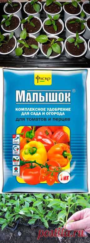 Подкормка рассады перца - какие удобрения, когда и в каком количестве вносить для подкормки рассады перца | Мое подворье