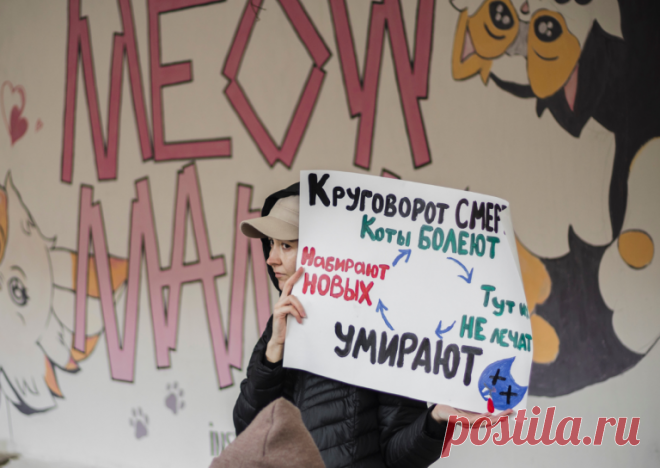 Акция по защите кошек из котокафе 