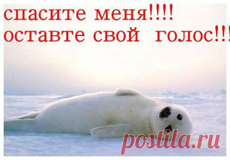 ... Вот такое красивое чудо живет у нас на Байкале...!  Призываем...- б е р е г и т е!
Vladimir F
Сегодня Международный день защиты бельков!