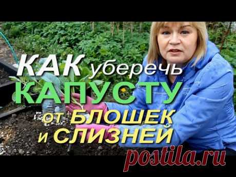 ПОСЛЕ ЭТОГО ВРЕДИТЕЛИ ОБОЙДУТ КАПУСТУ СТОРОНОЙ! Советы от ЗЕЛЕНОГО ОГОРОДА!