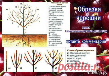 Как и обещала продолжим обучаться обрезке деревьев, кустарников.: Группа Плодовые деревья и кустарники
