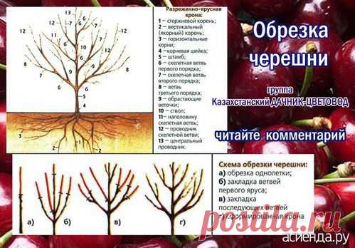 Как и обещала продолжим обучаться обрезке деревьев, кустарников.: Группа Плодовые деревья и кустарники