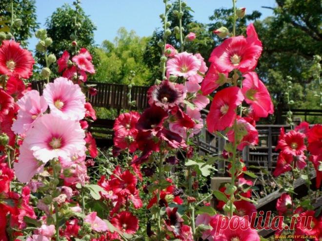 Цветок мальва многолетняя: выращивание, посадка и уход | 6 соток