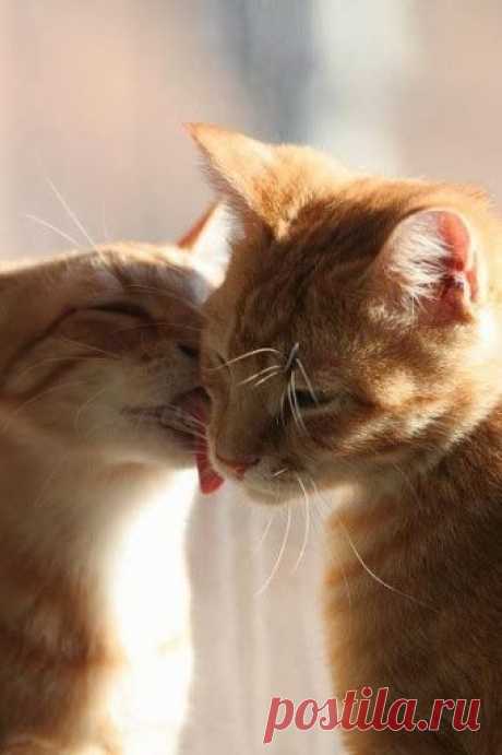 Cats