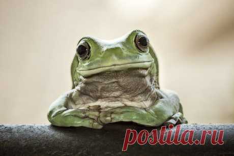14 самых милых фотографий лягушек