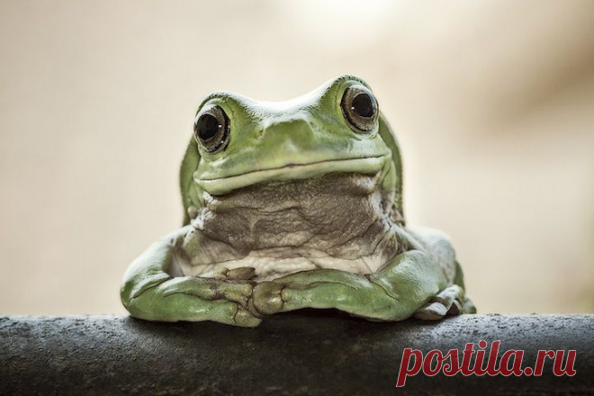 14 самых милых фотографий лягушек