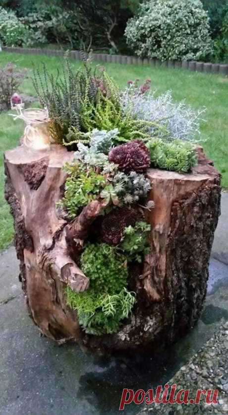 (85) horta/jardim em casa tudo de bom
