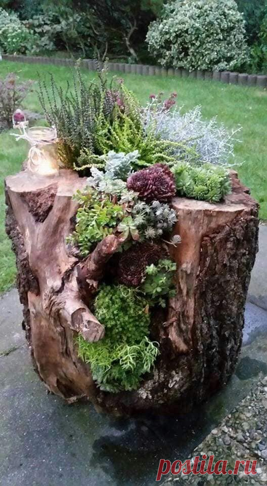(85) horta/jardim em casa tudo de bom