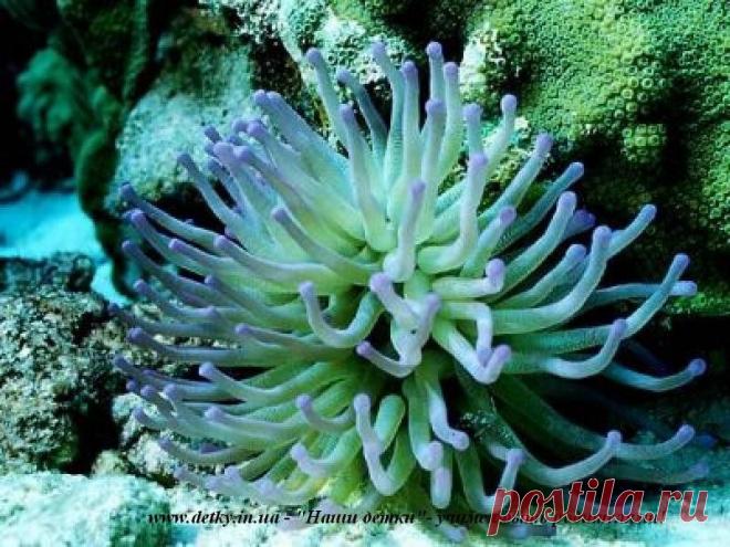 морской анемон: 19 тыс изображений найдено в Яндекс.Картинках