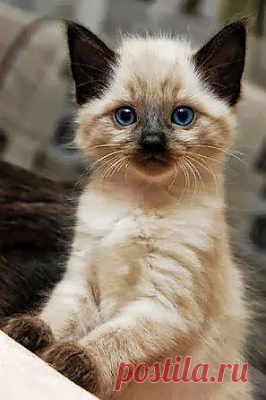 Новогодняя пьянка 2014