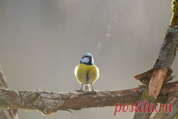 Дыхание лазоревки. Снимал Михаил Калинин: nat-geo.ru/community/user/51863