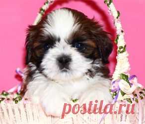 Щенок ши-тцу из питомника Чесвет Лайн - pedigree FCI