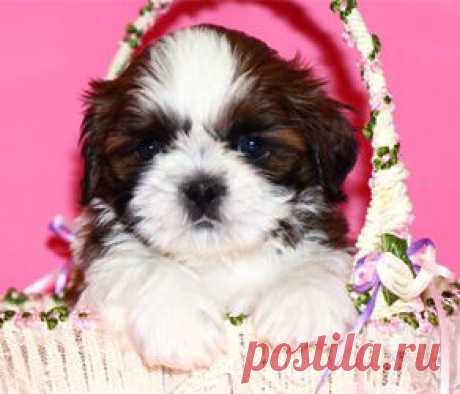 Щенок ши-тцу из питомника Чесвет Лайн - pedigree FCI